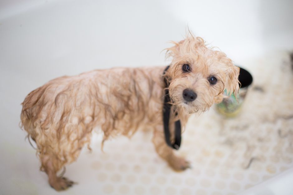 Comment laver son chien en utilisant Sanex : Astuces et précautions à prendre